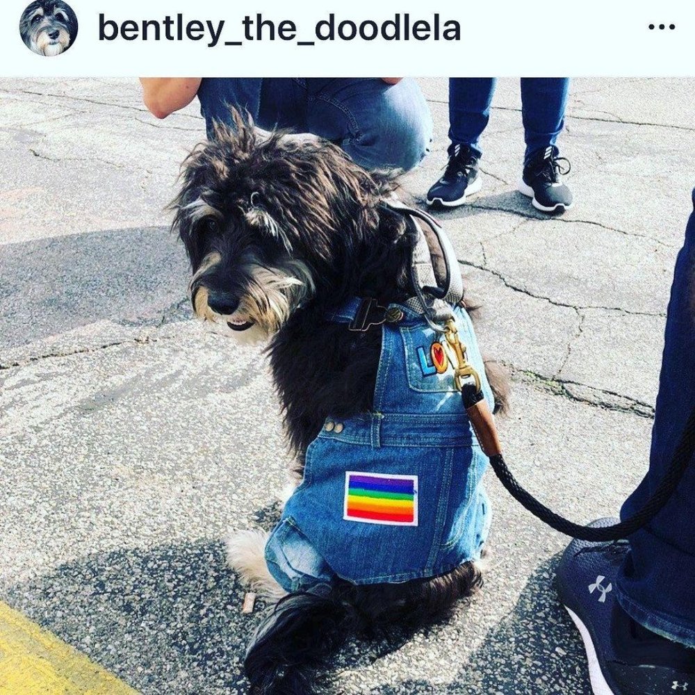 Pet clothing- pet denim overalls- XS-M - Picture 4 of 7